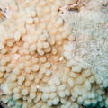 DSCF8412 vajickovy koral